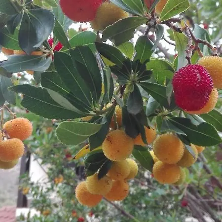 Il Melograno Frühstückspension