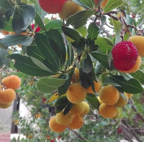 Il Melograno Oda ve Kahvaltı